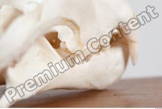 Skull photo reference 0082